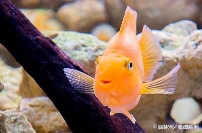 銀龍魚眼皮腫怎么回事（銀龍魚眼皮腫是怎么回事）