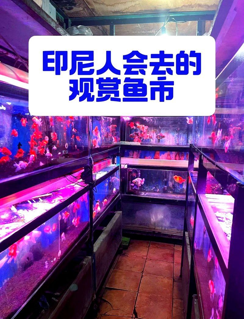 印尼龍魚批發市場在哪里啊