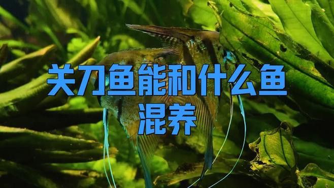 關刀適合和龍魚混養嗎 關刀適合和龍魚混養嗎 龍魚百科 第1張