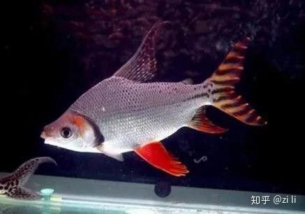 關刀適合和龍魚混養嗎 關刀適合和龍魚混養嗎 龍魚百科 第5張