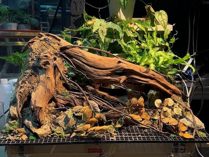 推薦幾款適合魚缸的龍龜擺件