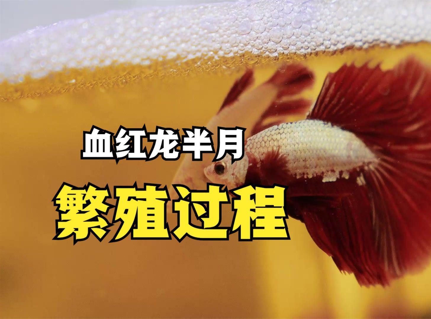 超血紅龍魚的最佳繁殖方法是什么？