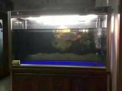 金龍魚趴缸是怎么回事：金龍魚趴缸底可能由多種原因引起金龍魚趴缸底是咋回事