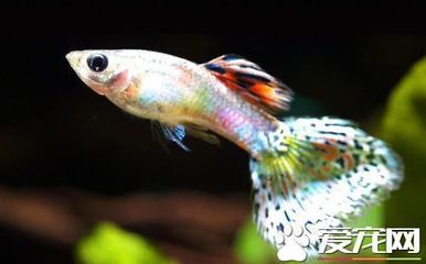 龍魚可以一起養嗎（關于龍魚混養的一些詳細信息）