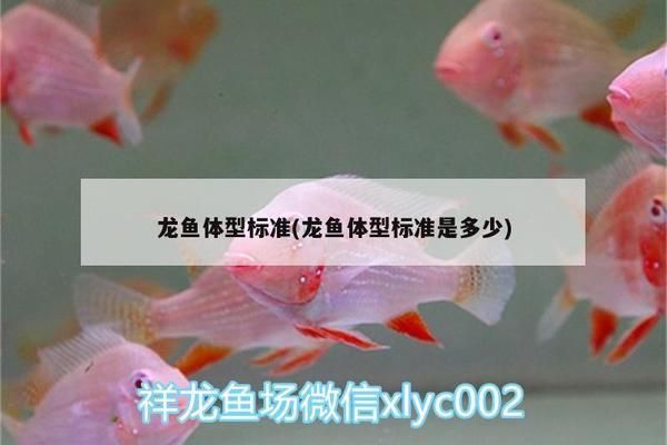 龍魚體型標(biāo)準(zhǔn)（龍魚體型標(biāo)準(zhǔn)是評(píng)估龍魚品質(zhì)的重要指標(biāo)之一，龍魚品種鑒別方法）