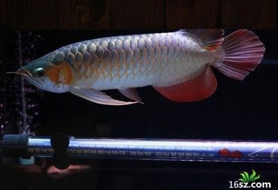 龍魚體型標(biāo)準(zhǔn)（龍魚體型標(biāo)準(zhǔn)是評(píng)估龍魚品質(zhì)的重要指標(biāo)之一，龍魚品種鑒別方法）