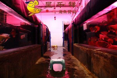 祥龍魚場官方網站（祥龍魚場是一家專注于銷售的企業，擁有40年的行業經驗）