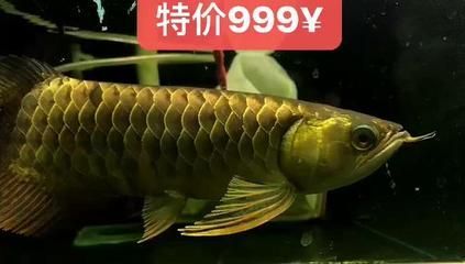 祥龍魚場官方網站（祥龍魚場是一家專注于銷售的企業，擁有40年的行業經驗）