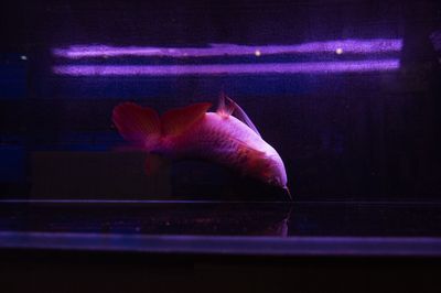 龍魚抖動身體的原因（龍魚抖動身體可能是由多種因素引起）