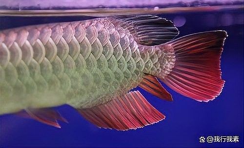 銀龍魚魚鰭斷了還能長嗎