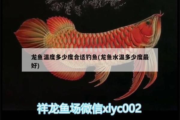 龍魚適應(yīng)溫度是多少度：龍魚適宜生長的水溫范圍在24-32攝氏度之間