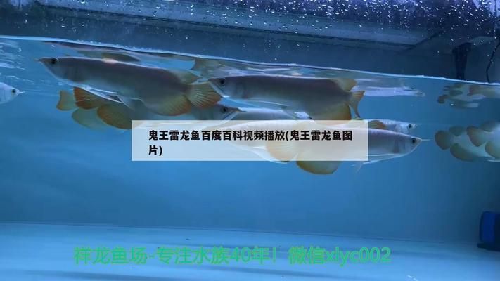 羽毛刀魚苗不同階段水溫管理（羽毛刀魚苗不同階段的水溫管理）