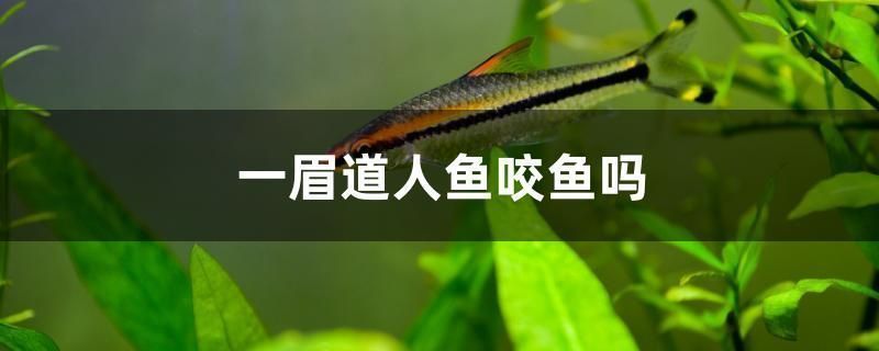 羽毛刀魚苗不同階段水溫管理（羽毛刀魚苗不同階段的水溫管理）