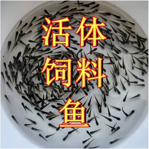金龍魚幼苗多大可以換食
