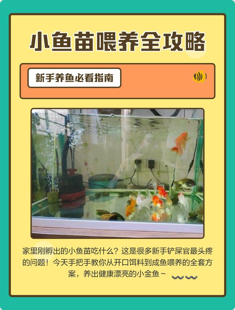 金龍魚幼苗多大可以換食
