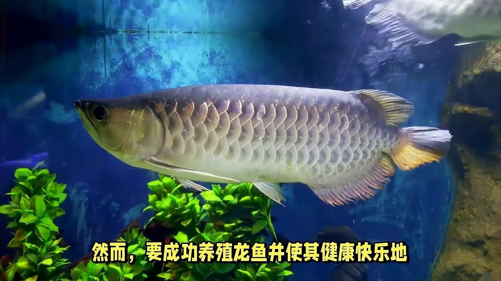 黑鱗龍魚需要多大的飼養空間？