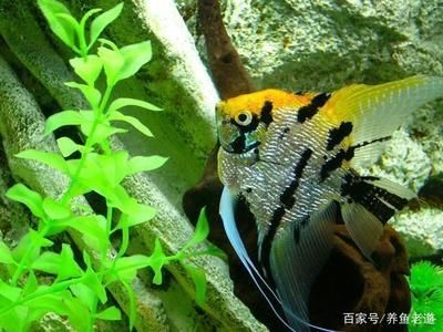 龍魚那部分可以再生（龍魚的尾鰭和鱗片在一定程度上具有再生能力嗎）