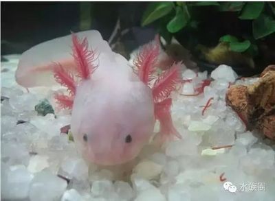 龍魚那部分可以再生（龍魚的尾鰭和鱗片在一定程度上具有再生能力嗎）