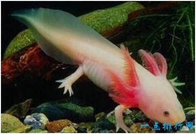 龍魚那部分可以再生（龍魚的尾鰭和鱗片在一定程度上具有再生能力嗎）