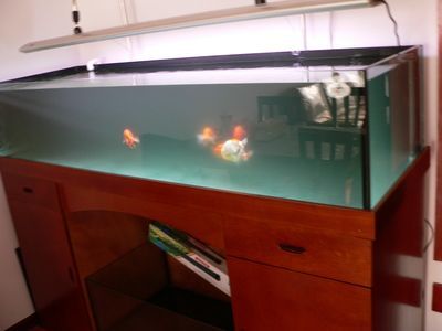 龍魚魚缸哪個品牌好些啊：優質的龍魚魚缸品牌