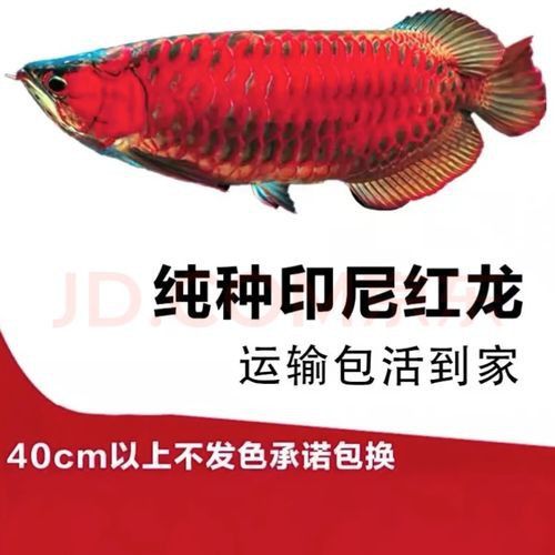 血紅龍和金龍魚