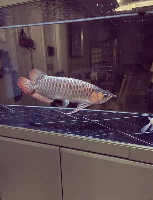 血紅龍和金龍魚