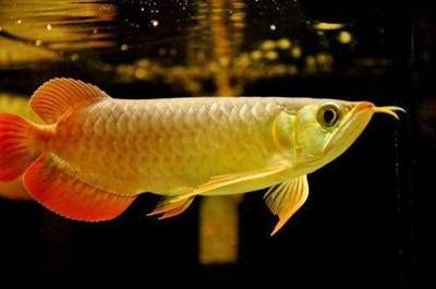 金龍魚的擺放方法及禁忌是什么