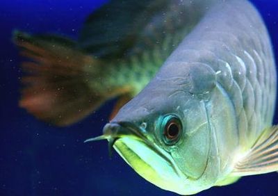 金龍魚的擺放方法及禁忌是什么