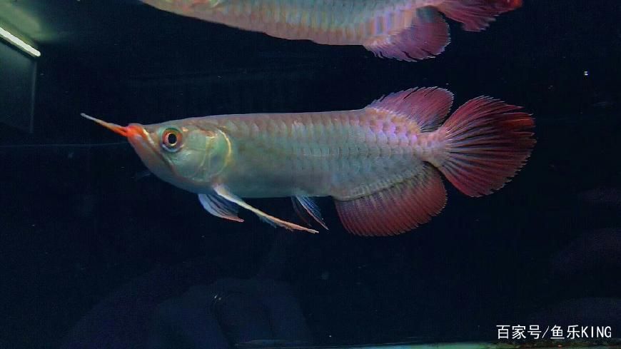龍魚需要什么顏色的燈光好：龍魚需要什么顏色的燈光
