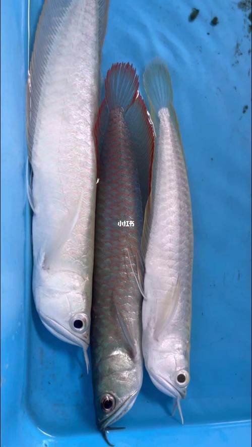 白子銀龍魚苗能長多大圖片