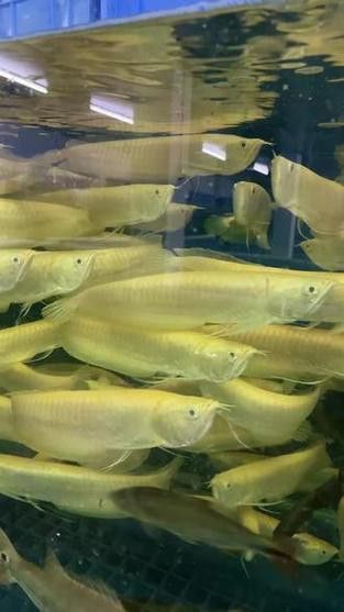 白子銀龍魚苗能長多大圖片