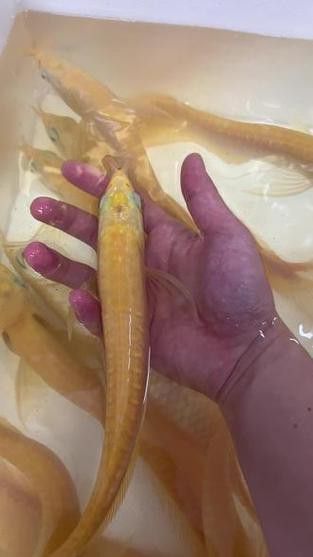 白子銀龍魚苗能長多大圖片