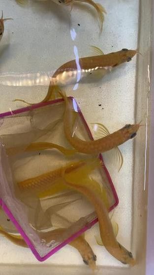 白子銀龍魚苗能長多大圖片