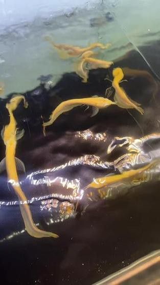 白子銀龍魚苗能長多大圖片