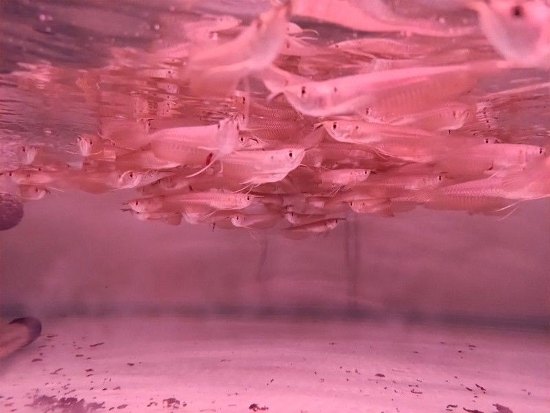 白子銀龍魚苗能長多大圖片