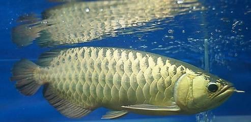 養龍魚視頻講座：養龍魚的視頻講座