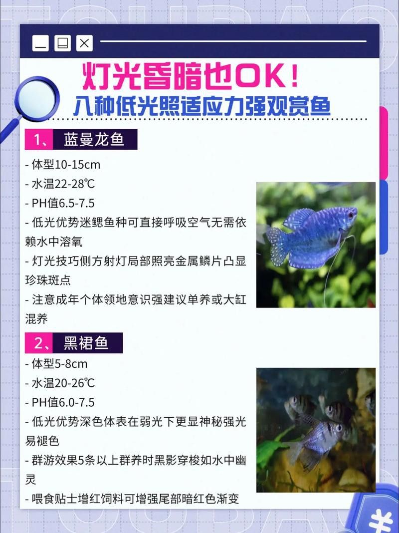 藍龍魚用什么燈光好看點