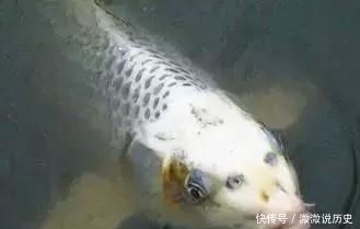 混養(yǎng)朱巴利魚的疾病預(yù)防方法：朱巴利魚混養(yǎng)水質(zhì)管理技巧