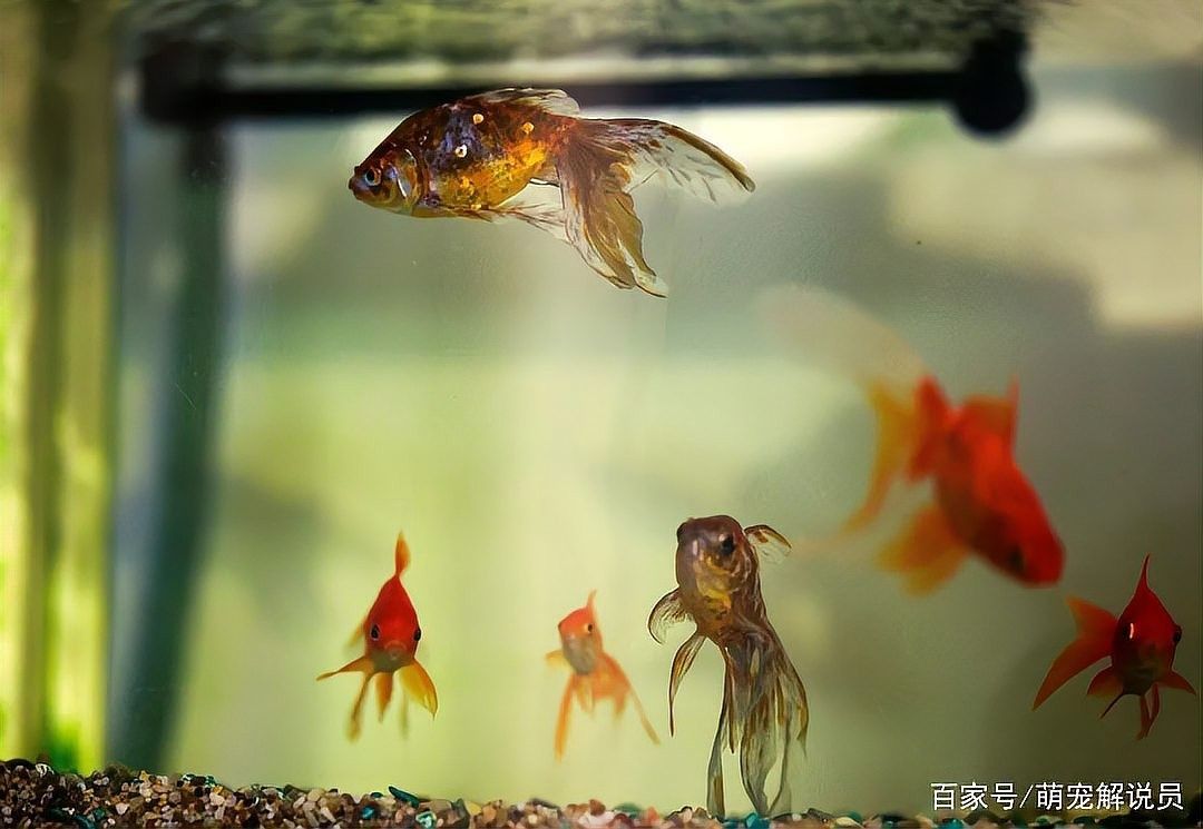 龍魚發色激素過多