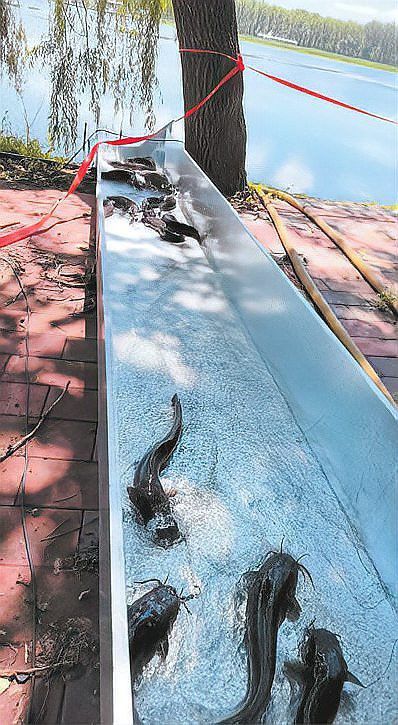 北京龍魚祥龍魚場地址