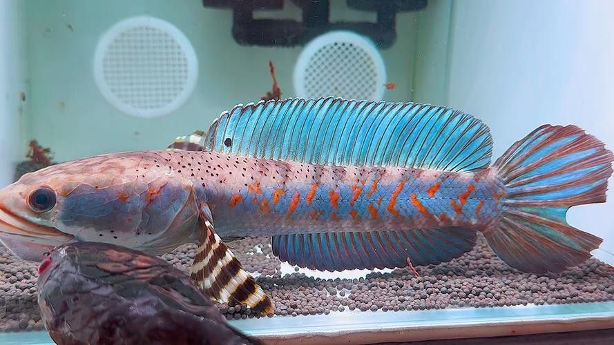 紅色雷龍魚品種有哪些圖片