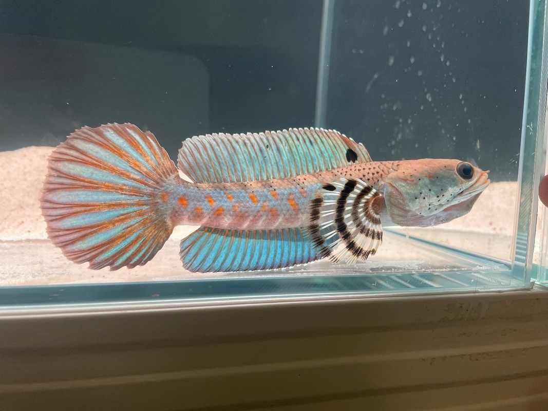 紅色雷龍魚品種有哪些圖片