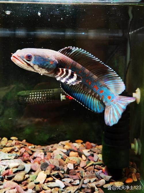 紅色雷龍魚品種有哪些圖片