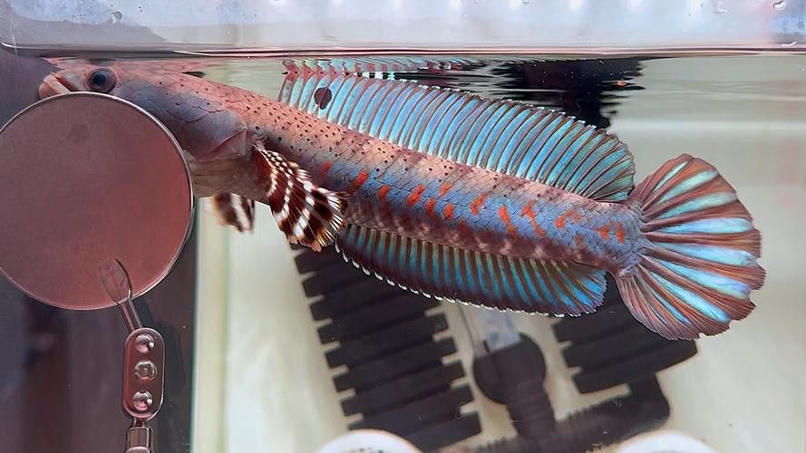 紅色雷龍魚品種有哪些圖片