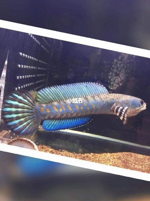 紅色雷龍魚品種有哪些圖片