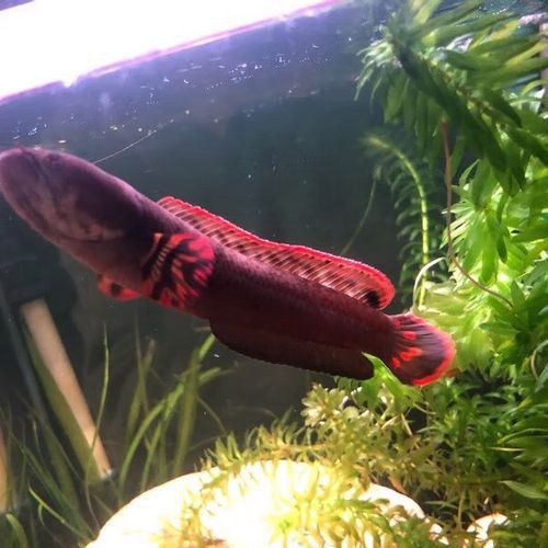 紅色雷龍魚品種有哪些圖片