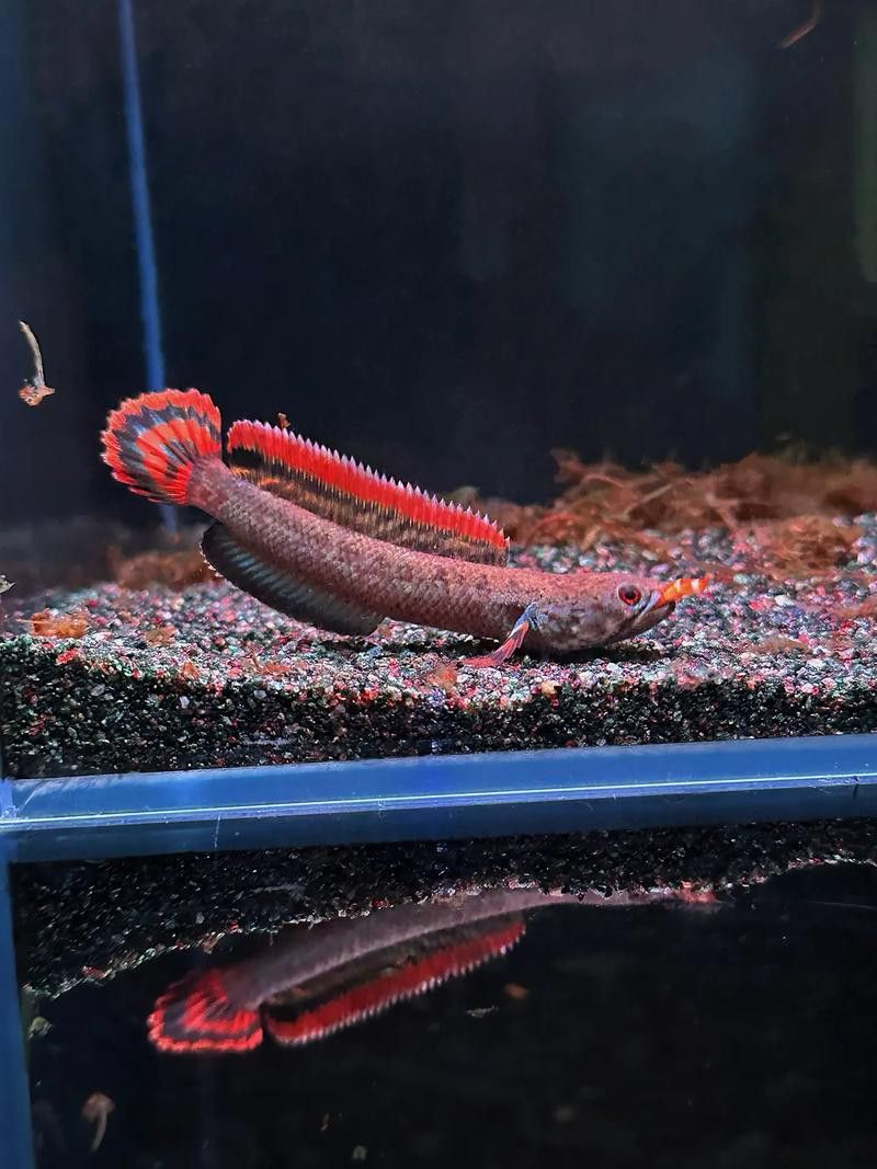 紅色雷龍魚品種有哪些圖片