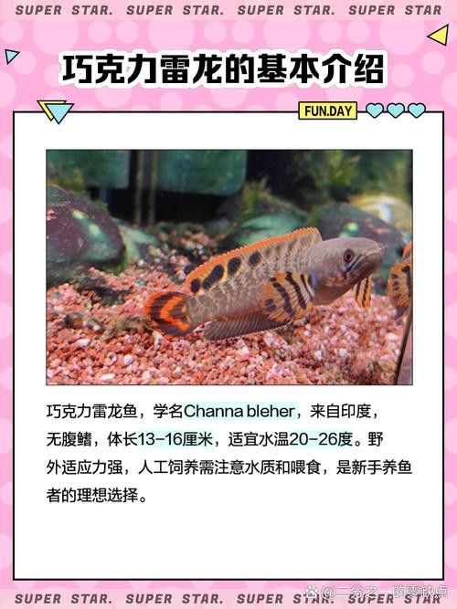 紅色雷龍魚品種有哪些圖片