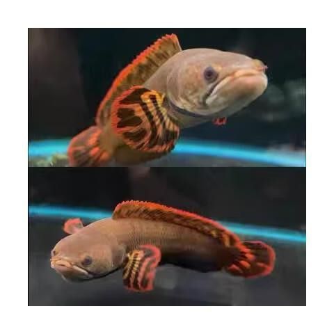 紅色雷龍魚品種有哪些圖片