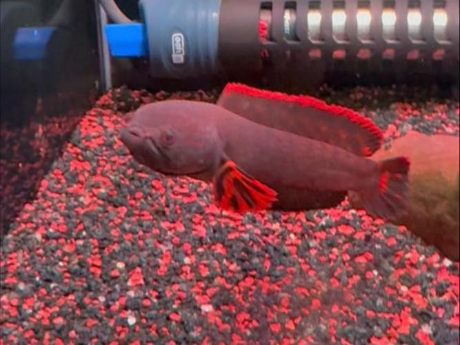 紅色雷龍魚品種有哪些圖片
